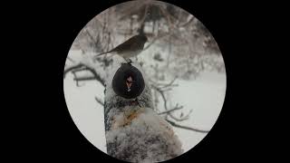 7 minutes of Juncos in a snow storm #birds #naturesounds