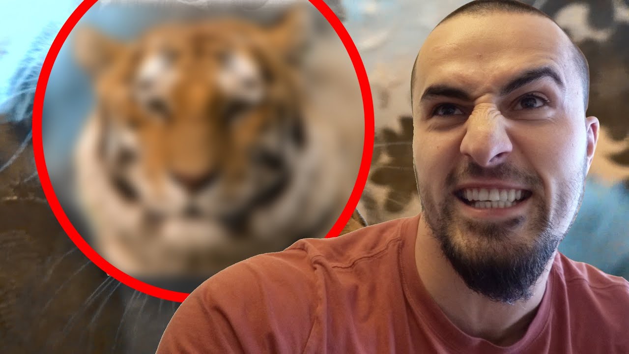 MA NOUVELLE BÊTE DE COMPAGNIE ! IbraTV
