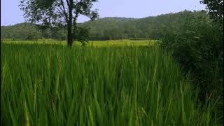 Rural charm: Paddy Cultivation & breathtaking sceneries 