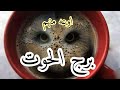 برج الحوت مش هقول غير حسبي الله ونعم الوكيل فيهم اسمه وخد بالك من القراءه 