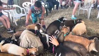 Justin buried under a pile of goats (Steinmetz Family Farm) at Allentown Fair - September 2023