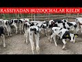 SEMENTALL RASSIYISKIY BUZOQLAR KELDI.SANJARBEK AKAGA 5/MILLIONDAN BOSHLANADI