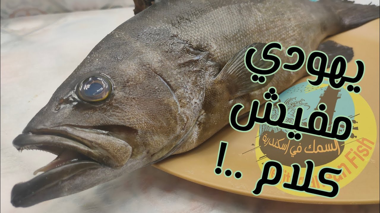 سمك الوقار اليهودي