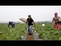Celebrating California Farm Workers and Agriculture