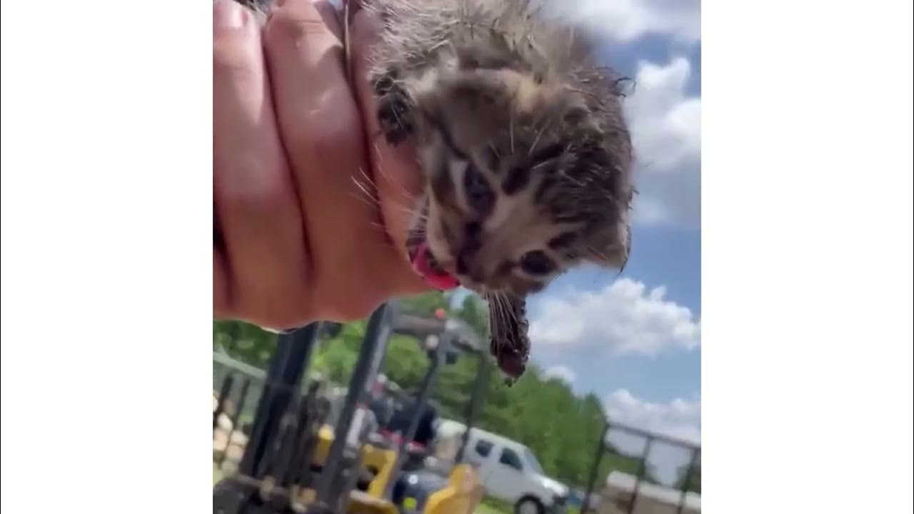 Critical Kitten Rescue YouTube