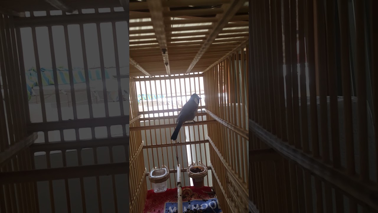 بلبل طور الكطعه البكشه  من تطواره القديمه