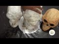 Cráneo Decartón parte III