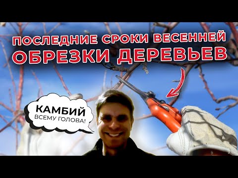 Последние сроки весеннней обрезки деревьев