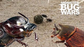 Dung Beetle vs Dung Beetle (Jotaro vs Dio meme parody) by Monster Bug Wars - Official Channel 18,694 views 5 years ago 1 minute