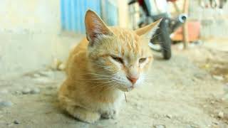 Animals Cats of Afghanistan 001 | Free No Copyright Creative Commons Video