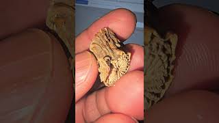 this is giloy a stem from giloy vine.