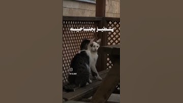 وَما من دابة فى الأرض ولا طائر يطير بجناحيه إلا أمم أمثالكم | الشيخ المنشاوي | سورة الأنعام
