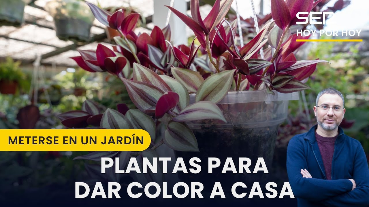 💐 Plantas para dar color a nuestra casa | Meterse en un jardín, Eduardo Barba