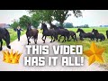 This video has it all! | Friesian Horses