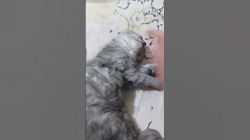 ولك يمه كضومي كوم 