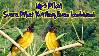 Suara Pikat Burung Kutilang Emas Kombinasi |Mix Sg Pulot