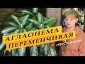 Аглаонема переменчивая. Содержание и уход. Комнатные цветы.