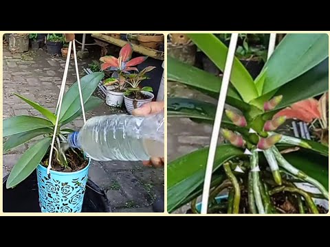 Video: Post Bloom Orchid Care - Cara Merawat Anggrek Setelah Berbunga