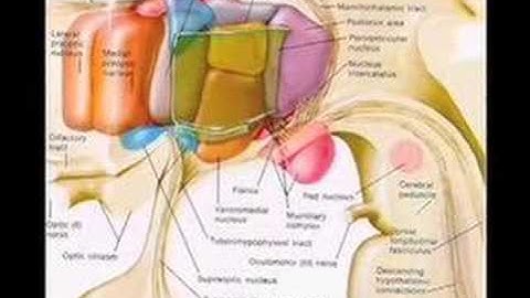 Limbic System: Sex, Hallucinations, Emotion, Memory, PTSD, Amygdala...  Brain Mind Lecture 6