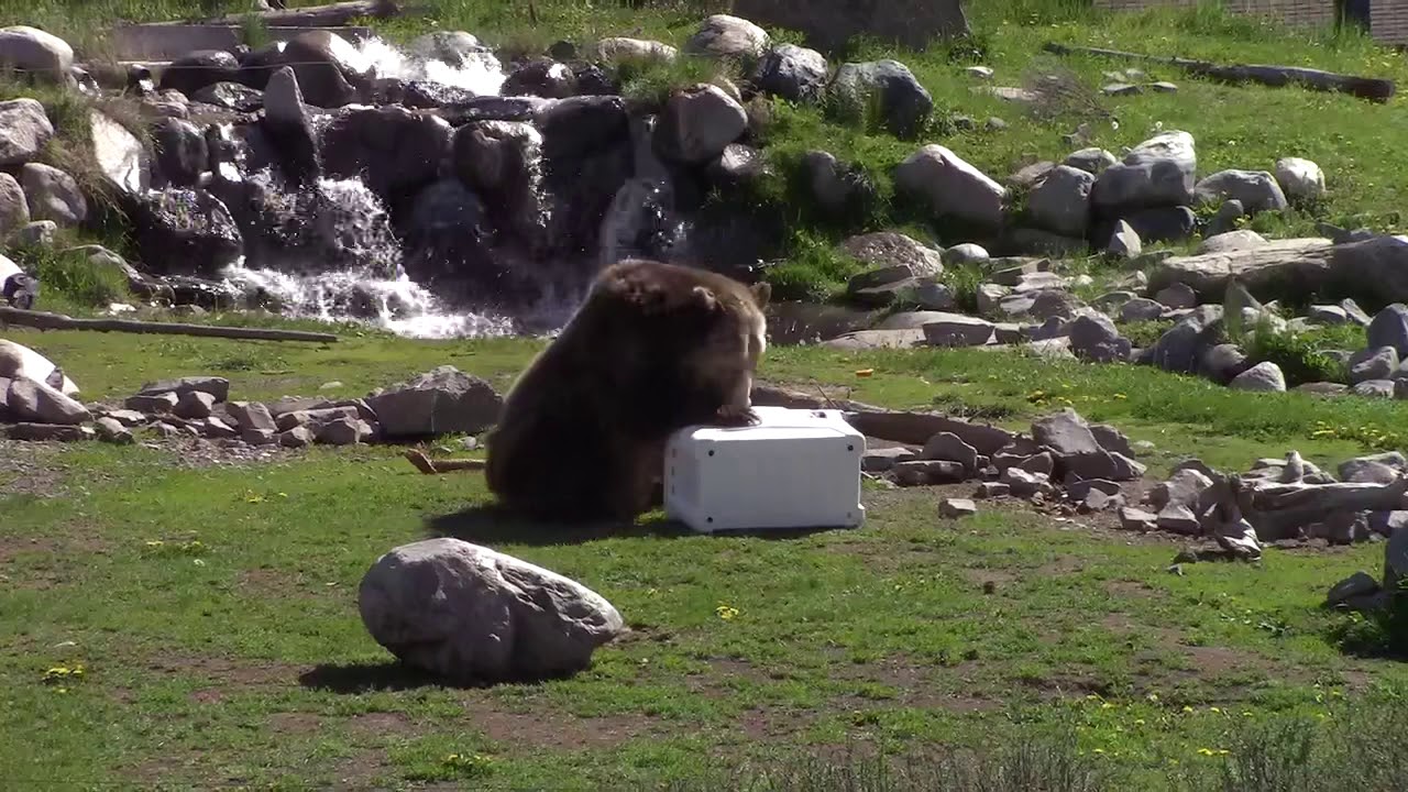 Permafrost 45qt Cooler Bear Test YouTube