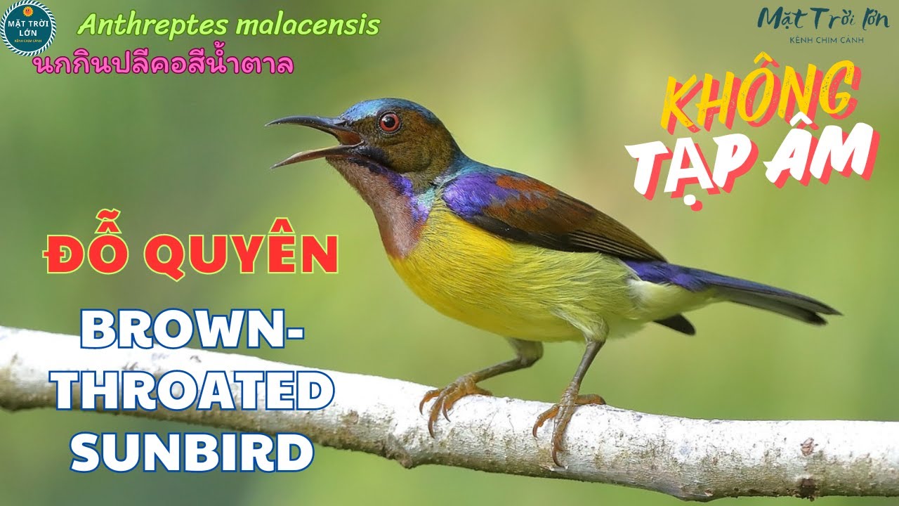 ✅Tiếng chim Đỗ quyên hót chuẩn | Hút mật họng nâu | Brown-throated Sunbird | นกกินปลีคอสีน้ำตาล