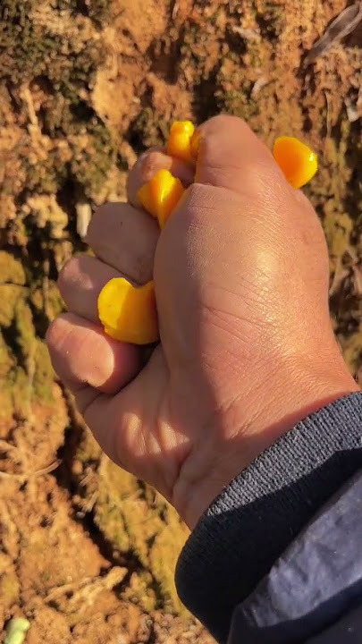 I came across a delicious food that was squeezed into a paste outdoors. This thing made me hungr