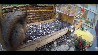 Кормушка в лесу #Birds of Moscow Region  #birdsoundsrelaxing
