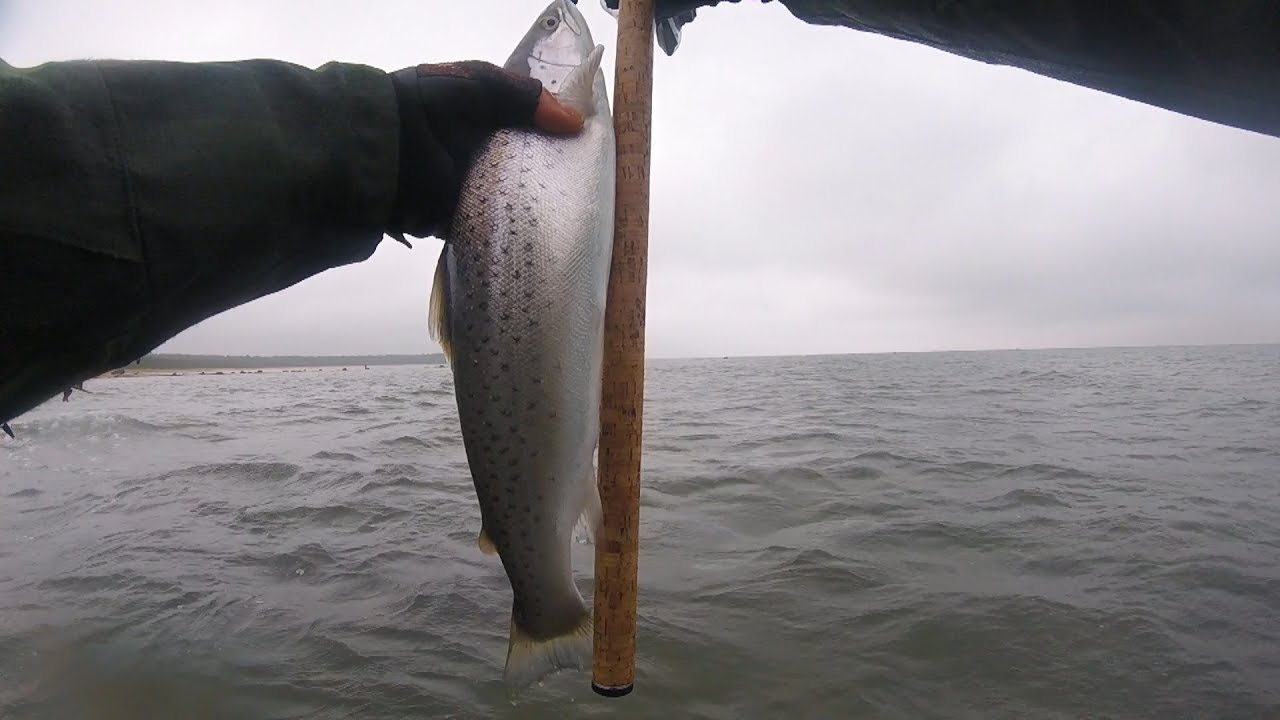 Meriforelli püük Sea Trout Fishing in Estonia YouTube
