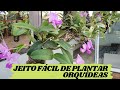 Como plantar orquídeas!!! Método sensacional!!!