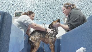 ‘We needed to do something’: Brazos Valley pet groomers unite for Hill Country relief effort
