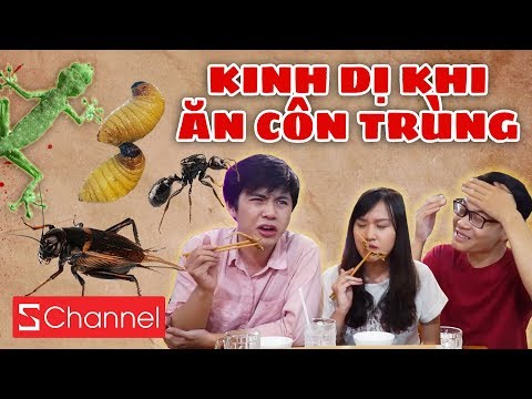 Video HÔM NAY ĂN GÌ - KINH DỊ KHI ĂN CÔN TRÙNG: TẮC KÈ, DẾ... - youtube