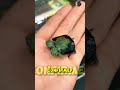 🐢 Can a two-headed turtle survive if only ONE head eats? #shorts #viral