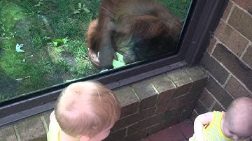 Orangutan Toledo Zoo