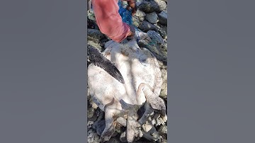 Saving a turtle trapped from a ghost net #shorts