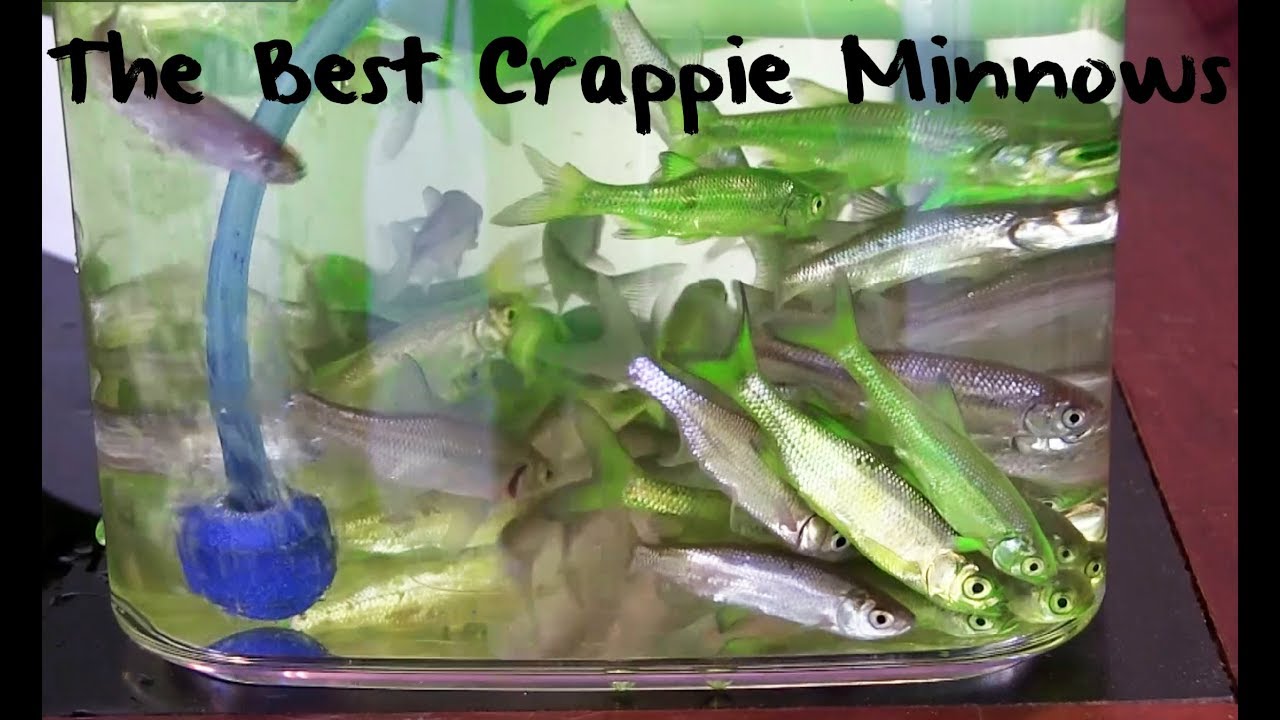 Crappie Candy: Learn to Make the Best Crappie Minnows 