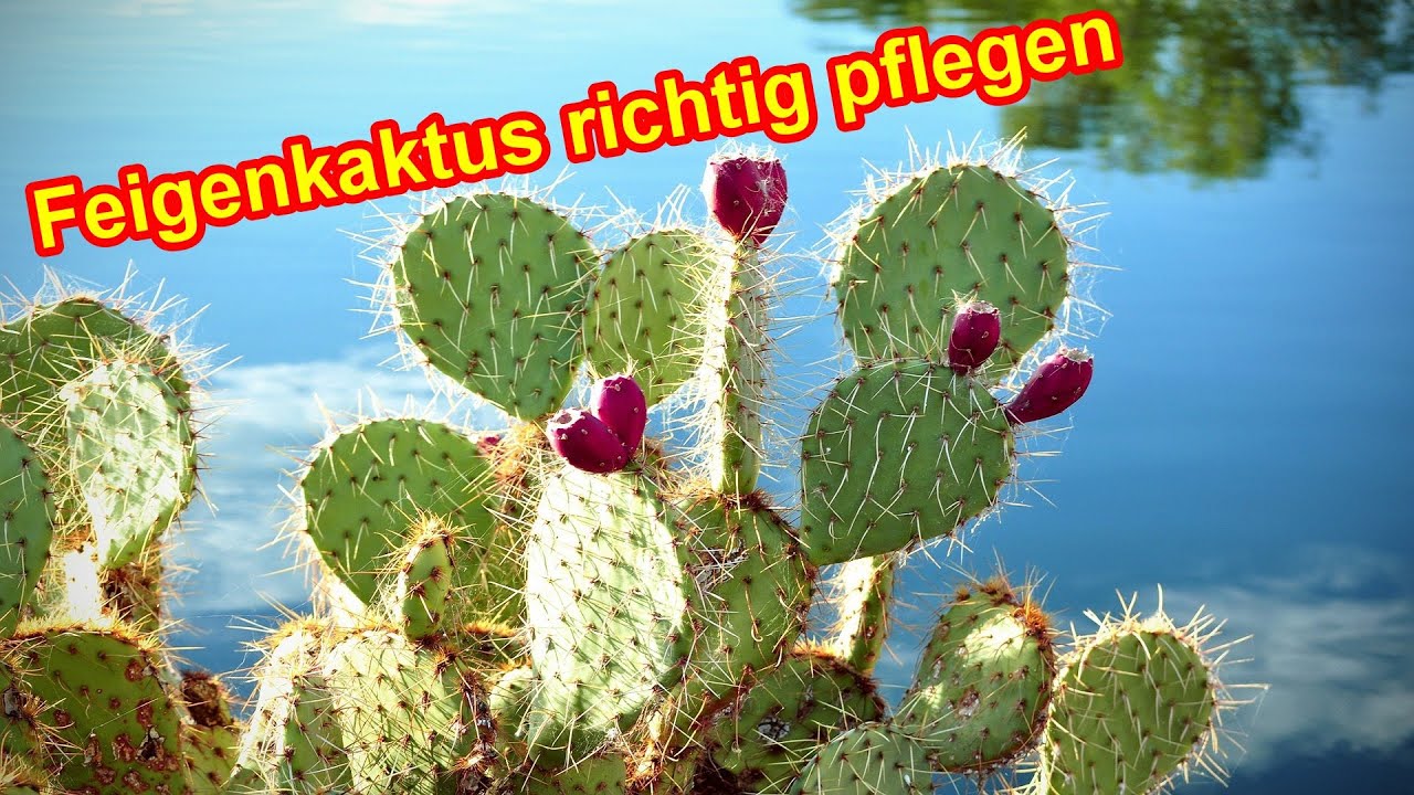 Kaktusfeige Pflege  Feigenkaktus pflegen, gieen, dngen, schneiden,  Standort, berwintern, Blte,