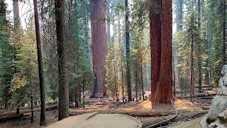 Walking tour of the General Sherman Tree Trail of giant sequoias at Sequoia National Park