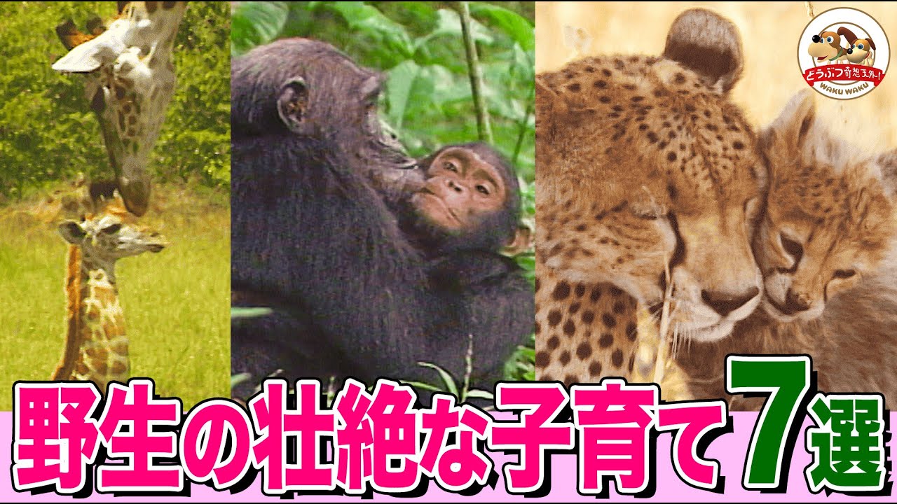 【母は偉大】子のために戦う母チーター！キリン命がけの出産！狩りにしつけに大忙し…野生動物の壮絶な子育て7選【どうぶつ奇想天外／WAKUWAKU】