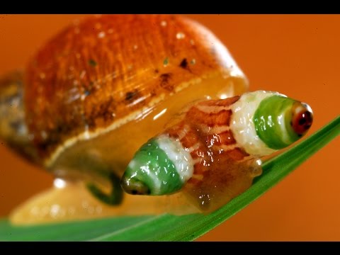 Видео: Плоский червь-паразит (Heterobilharzia) у собак