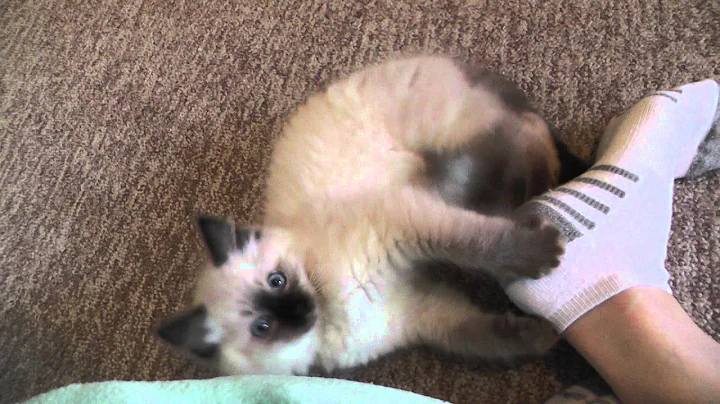 Watch the video about Adorable Ragdoll kitten