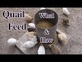 What & How I feed Coturnix/Japanese Quail