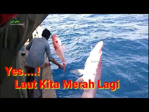 Video: Ikan Merah Dalam Kot Bulu