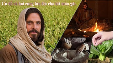 Chúa Nhật XVI Thường Niên - Tin Mừng - Năm A [Mt 13, 24-43]