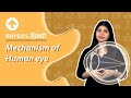 Mechanism of human eye | Hindi | Physics