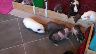 Excited Guinea Pigs