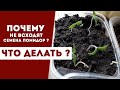 Почему не всходят семена помидор ? Что делать ?