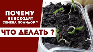 Почему не всходят семена помидор ? Что делать ?