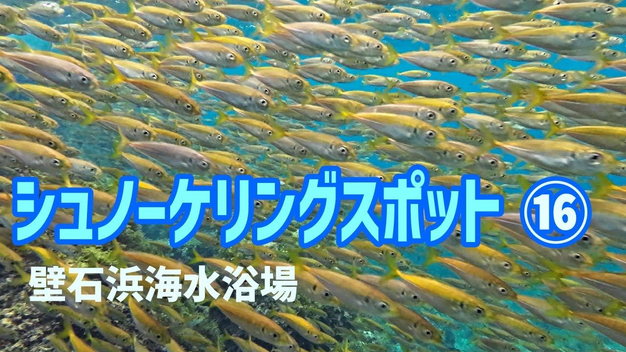 スギョイ魚群に出会えました！【壁石浜】越前 Snorkeling in Fukui