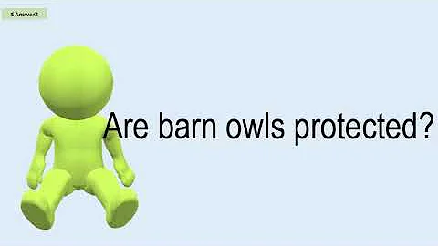 Are Barn Owls Protected?