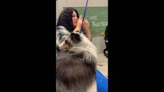 Sheltie Groom part 3